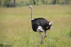 IMG 8129-Kenya, ostrich seen in Masai Mara